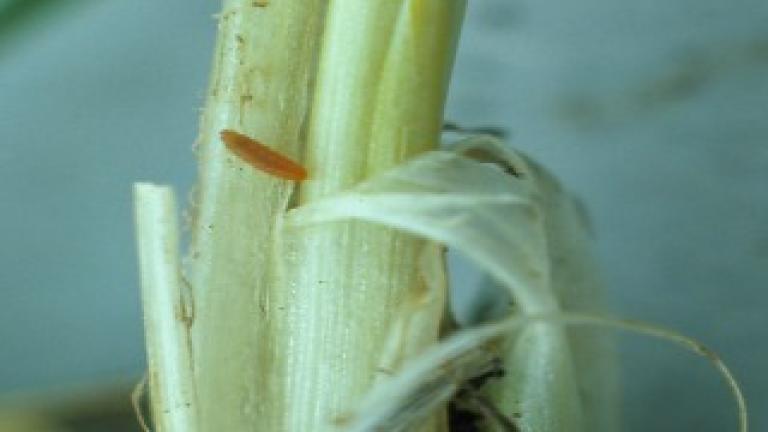 Orange Blossom Midge on Barley