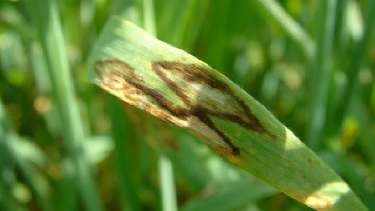 Rhynchosporium on Barley