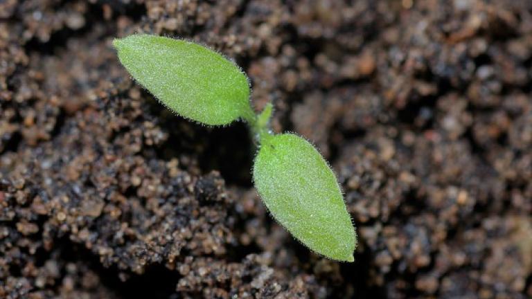 Black nightshadeSharply pointed, hairy, often purplish cotyledon. First true leaves hairy, dull, dark green.