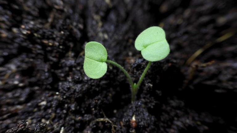 CranesbillCotyledons are broader then long, asymmetrical, or long, hairy stalks.