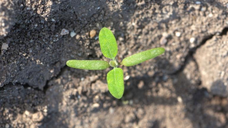Fat henLonger than wide cotyledons, purplish on underside. First true leaves are mealy.