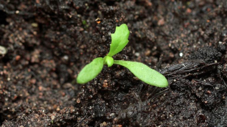 GroundselCotyledones are narrow and often purplish underneath. First true leaves have step-like teeth.