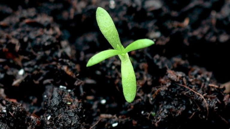 MayweedSmall, oval, stalkless cotyledons. The initial leaves are narrow with several lobes. Difficult to differentiate species at seedling stage.