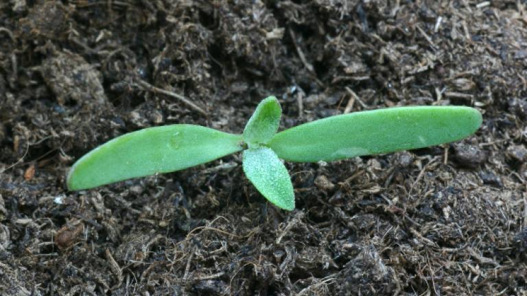 OracheLong, narrow, mealy, pale green cotyledon. First true leaves are mealy, green with a little purpling.
