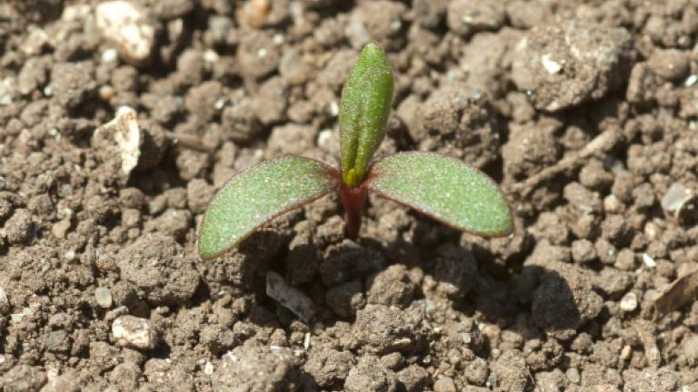 RedshankOval, dark green, tinged with red cotyledon. First true leaves are broad and heavy.