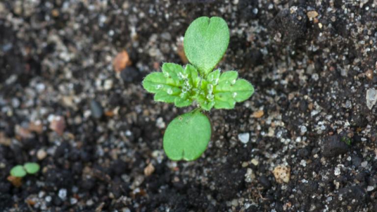 Small nettleCotyledons appear close to the ground, hairy and notched at the end.