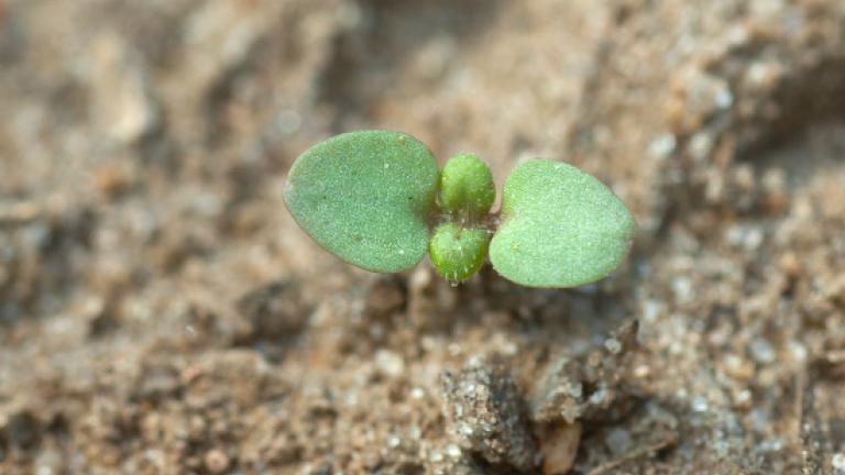 Speedwell (common field)Large, spade-shaped, hairy cotyledons.