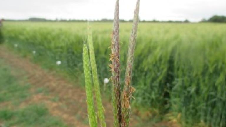 Black grass