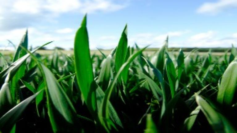 Wheat Crop with PGR