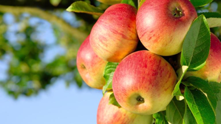 Apples
