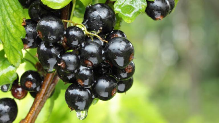Blackcurrants
