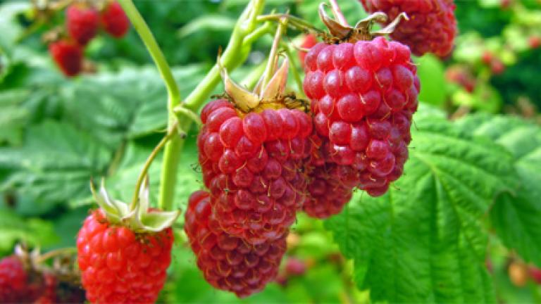 Raspberries