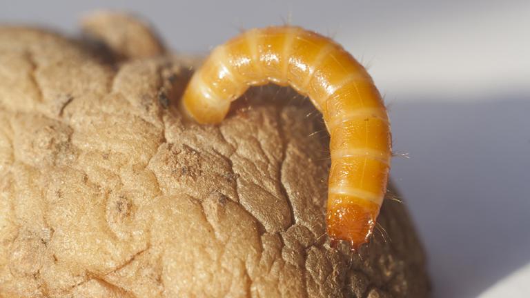 1024 x 576 wireworm potatoes.jpg