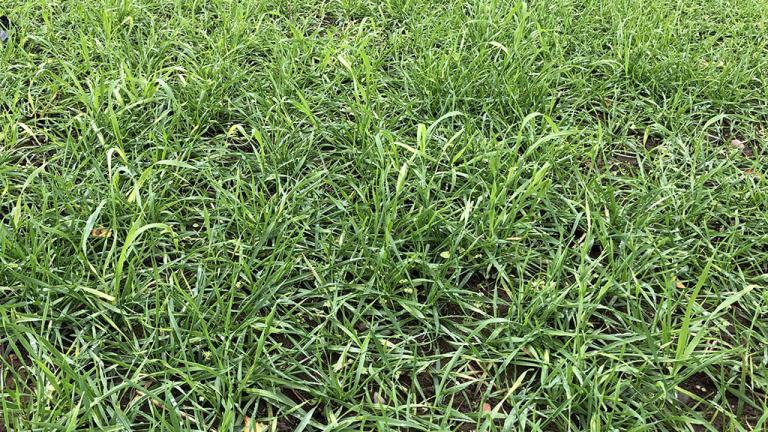 1024 x 576 Large overwintered wild oats in this seasons crops.jpg