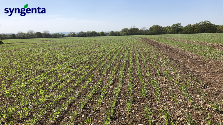 spring_barley_emergence
