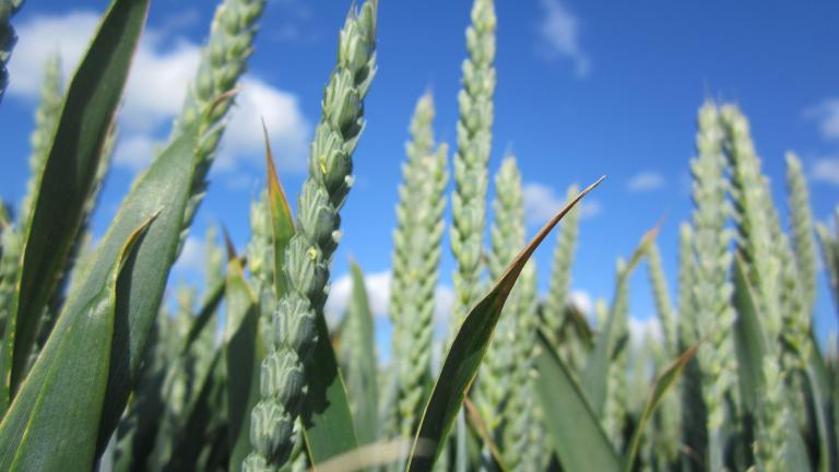 syngenta_and_unium_bioscience_to_bring_novel_biological_seed_treatment_to_northwest_europe_