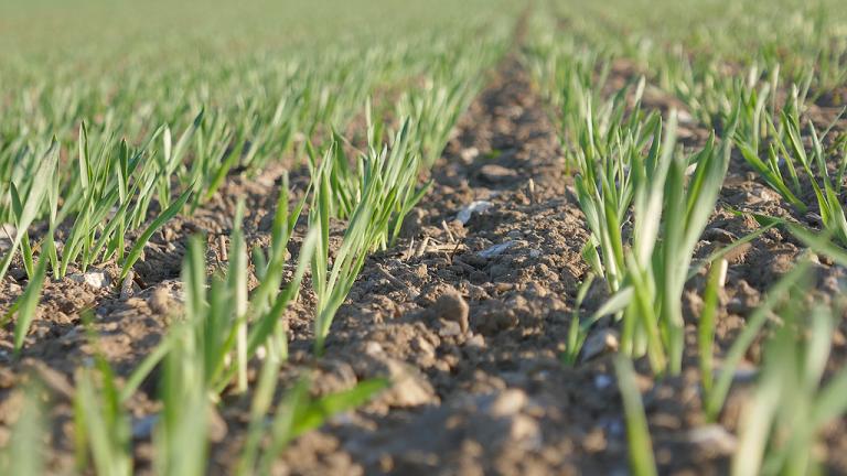 spring_barley_emergence