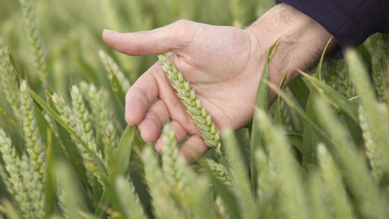 Clean wheat ear