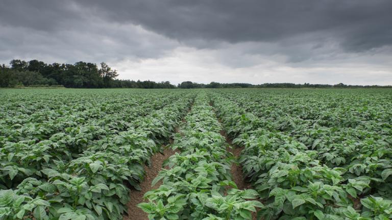 Revus protection for potato crops in high risk blight conditions