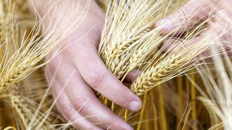1024x683_hybrid-barley-peacehill-farming