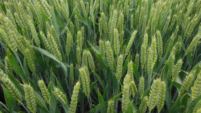 GLEAM_WINTER_WHEAT_PLOT