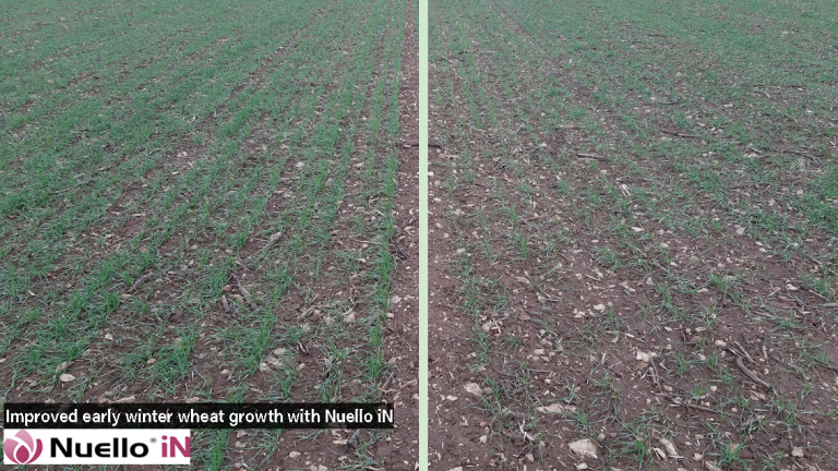 NuelloiN_comparison_on_winter_wheat