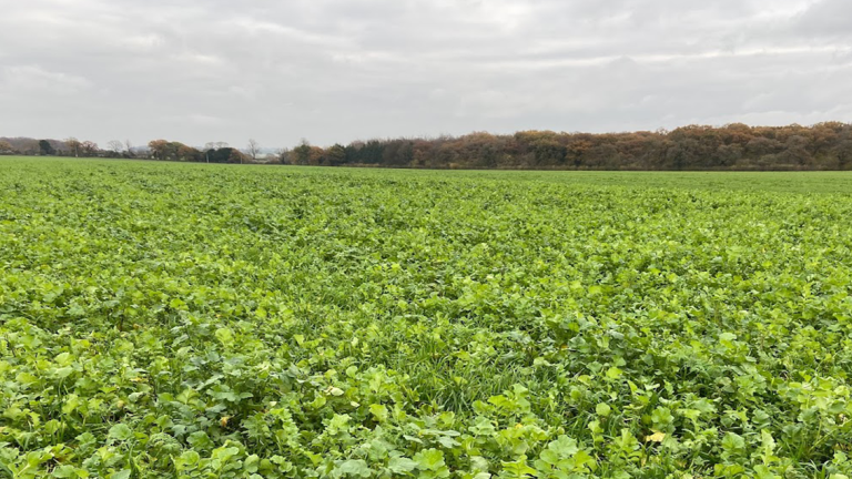 Cover_crop_in_field