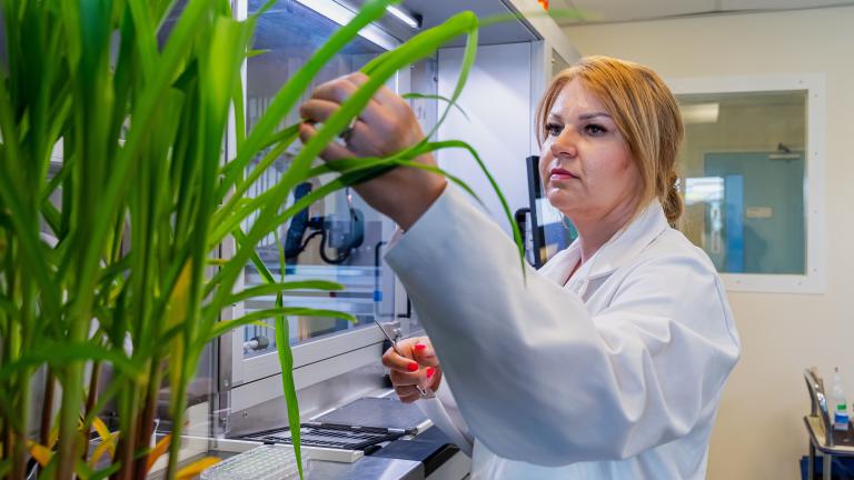 Woman inspecting plants in a lab.