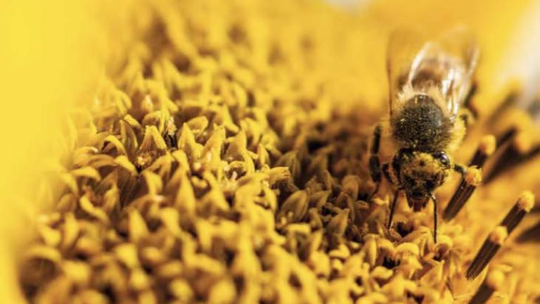 syngenta_uk_package_1123.jpg
