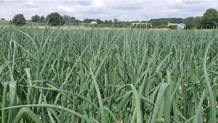 1024_x_576_clean_onion_field.jpg