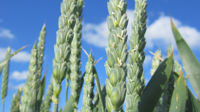 Graham wheat and sky 