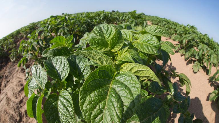 Potato plant under high temperature stress