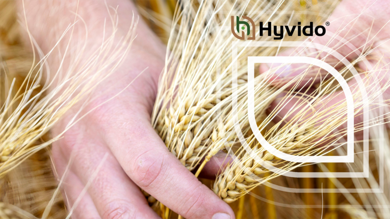 hyvido_banner