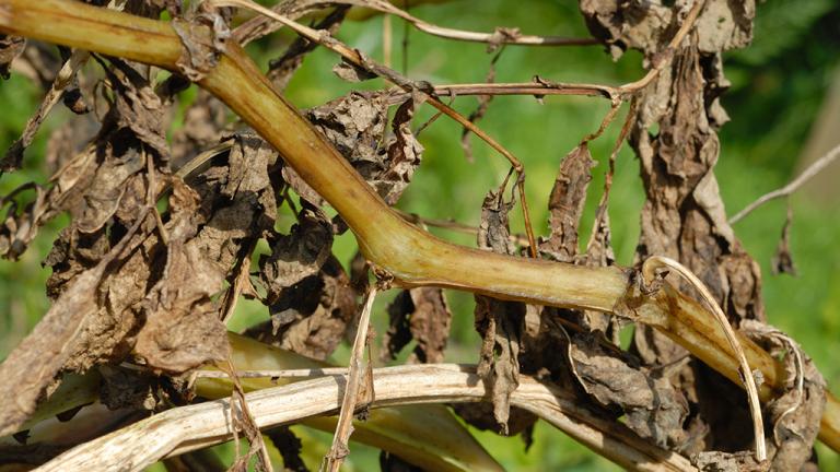 Blight on stems