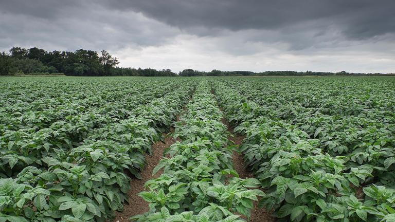 Blight conditions