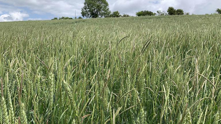 1024_x_576_blackgrass_and_wild_oats_emerging_from_wheat.jpg