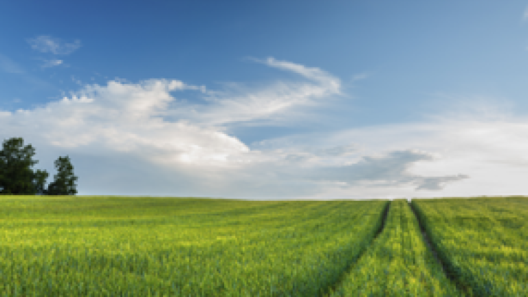 barley_growing_in_field