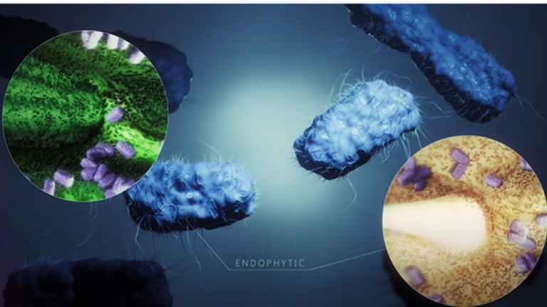 Vixeran Bacteria
