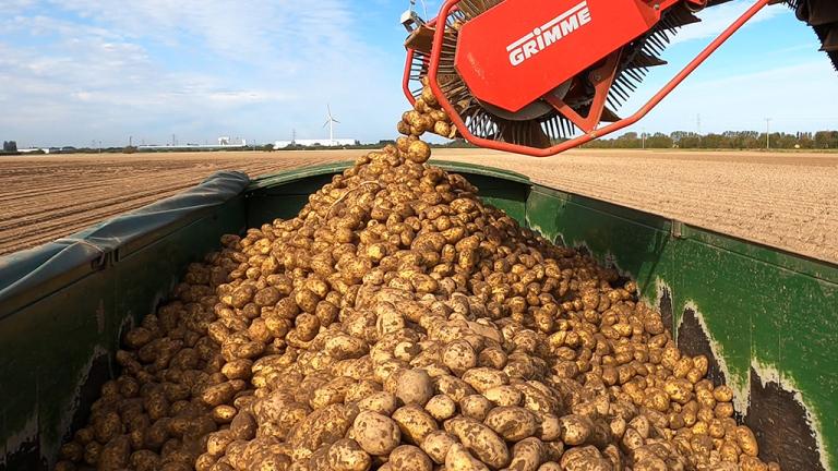 Harvesting high yields of quality potatoes