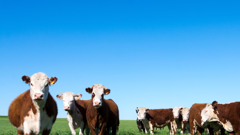 Cows