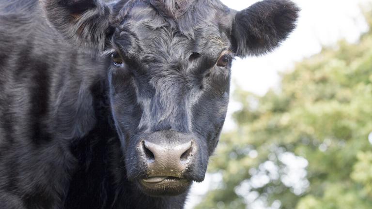 black cow