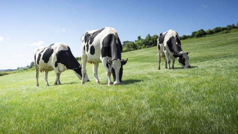 cows