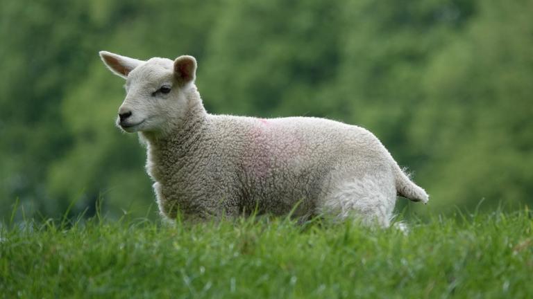 lamb