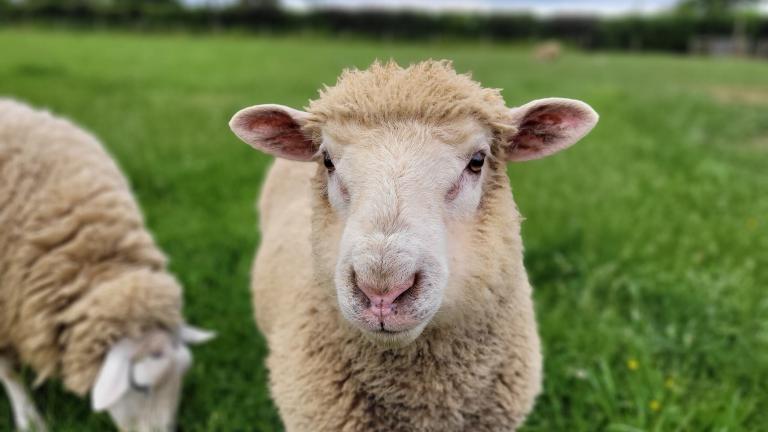 Sheep