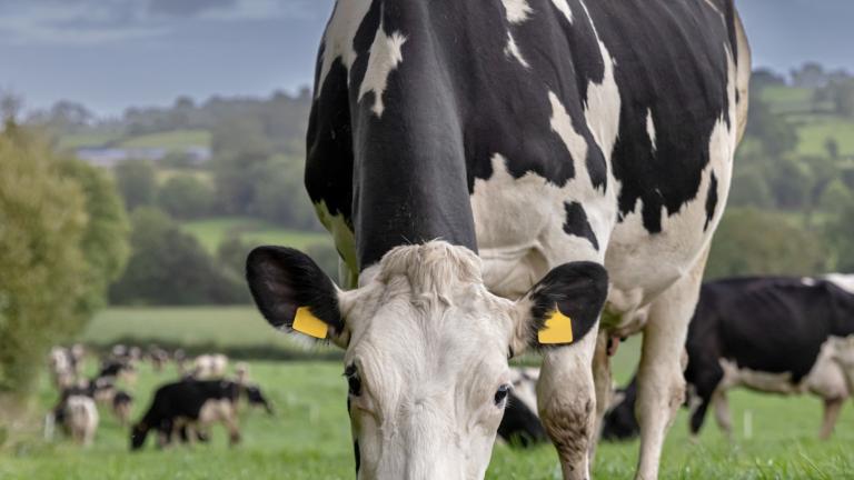 Grassland Cow