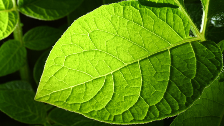 leaf