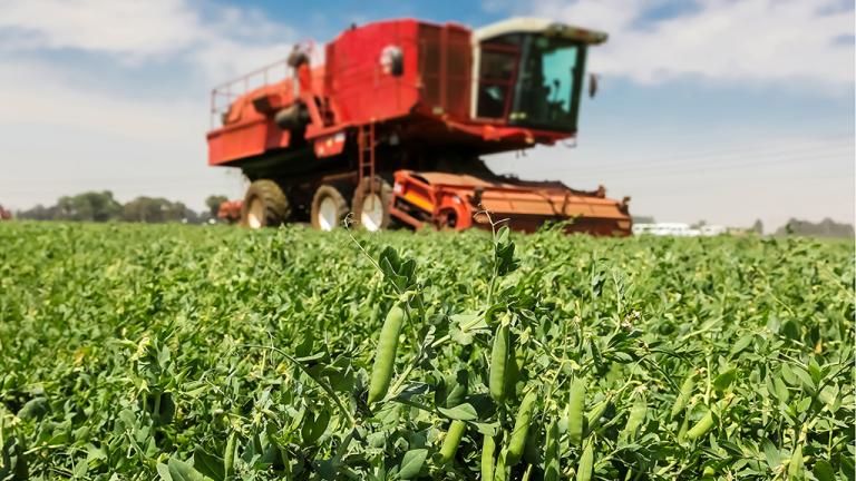 Vining pea harvest