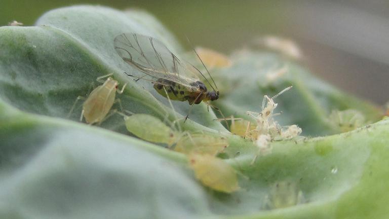 1024_x_576_myzus_persicae_colony_on_brassica_leaf.jpg