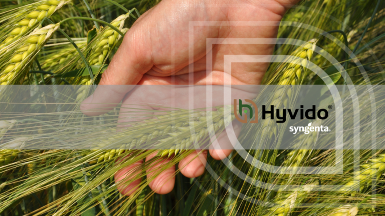 Hyvido_barley_ear_in_hand_with_Hyvido_branding