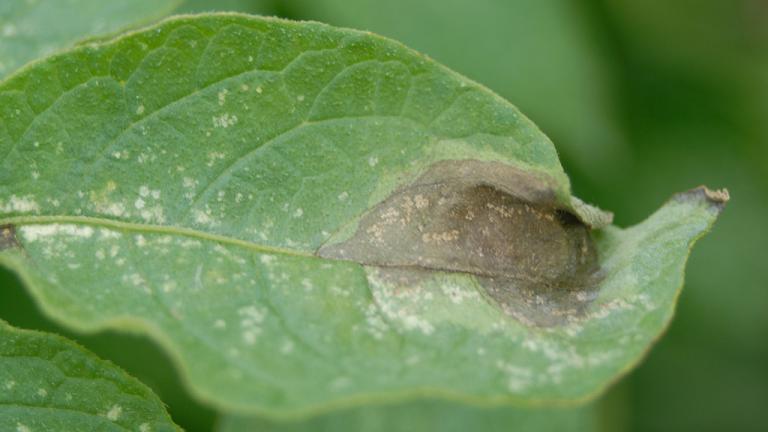 1024_x_576_blight_leaf_lesion.jpg